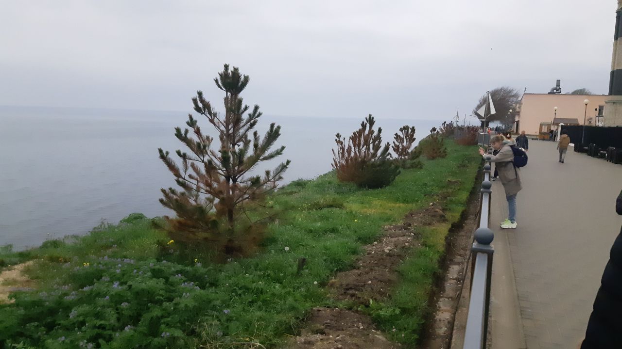 Сосны на высоком берегу Анапа