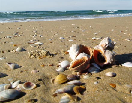 Создание пляжа в Анапе или "Не намыть ли нам песка"?